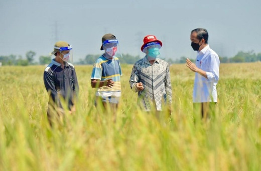 Keputusan Jokowi Impor 2 Juta Ton Beras saat Panen Raya Jadi Pil Pahit ke Petani