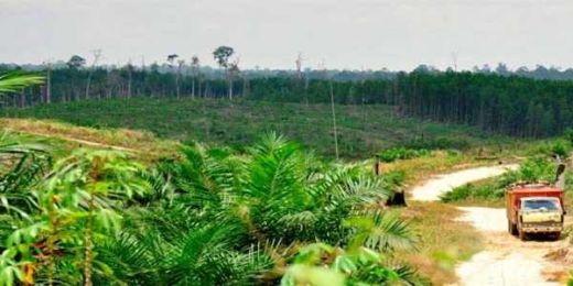Diduga Merusak Ribuan Hektare Kawasan Hutan Lindung, PT MAL Dilaporkan ke KLHK