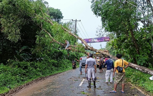 Sudah 77 Tahun Usia PLN, PKS: Jangan Ada Lagi Alasan Pemadaman Gegara Pohon Sengon!