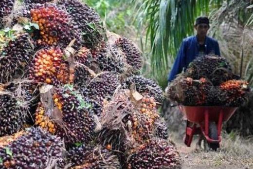 Akibat Pemberlakuan DMO dan DPO, Harga TBS di Riau Anjlok 25 Persen