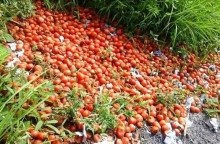 Petani Buang Tomat Gegara Harga Jeblok, DPR: Pemerintah Harus Berpihak ke Petani Lokal