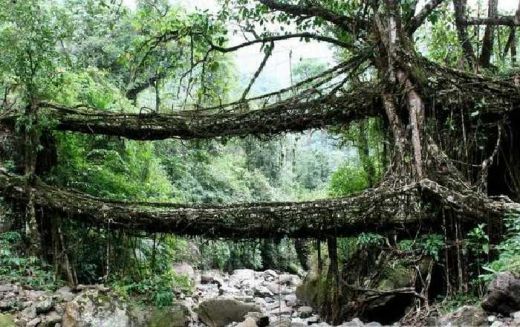 Mantap, Pesisir Selatan Bangun Jembatan Permanen di Samping Objek Wisata Jembatan Akar
