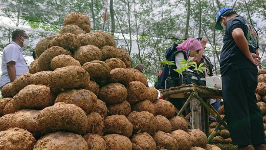 Harga Anjlok, Gus Jazil Minta Pemerintah Perbaiki Tata Niaga Porang