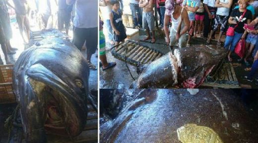 Nelayan Tangkap Ikan Kerapu Raksasa 200 Kg, Ditemukan Lencana Polisi dalam Perutnya