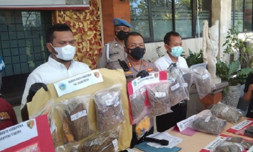 Anak Ketua DPRD Badung Ditangkap karena Miliki Ganja, Polisi Tidak Hadirkan Pelaku