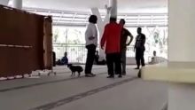 Wanita Ngamuk Bawa Anjing di Masjid Sentul, MUI: Sudah Ditangani Polisi, Umat Harap Tenang!