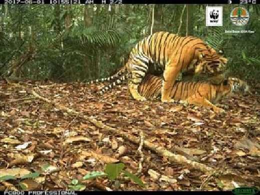 12 Tahun Terpasang, Kamera Otomatis WWF-BBKSDA Akhirnya Berhasil Foto Harimau Bercumbu di Lanskap Rimbangbaling Kampar-Kuansing