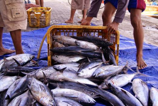 Imbas Tidak Punya Pelabuhan Perikanan, Eksploitasi Ikan di Riau Tidak Terpantau
