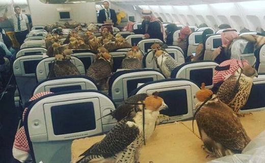 Unik... Pangeran Saudi Borong 80 Tiket Pesawat untuk Bawa Terbang 80 Ekor Elang