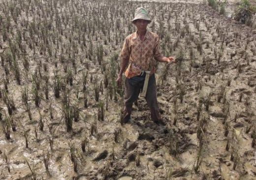 Imbas Banjir, Ratusan Hektare Sawah Terancam Gagal Panen di Majalengka
