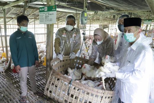 Panen Perdana Balai Ternak Baznas di Kebumen dan Purworejo Hasilkan Ribuan Ekor Ayam