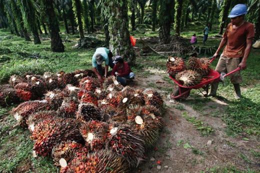 Mendag: DMO Minyak Goreng Tak Boleh Rugikan Petani Sawit