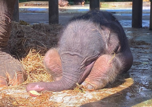 Ketua MPR Bangga dan Bahagia atas Kelahiran Bayi Gajah Sumatera Pertama di Bali Zoo