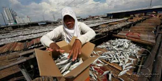 Garam Langka, Industri Ikan Asin Rumahan Terancam Gulung Tikar