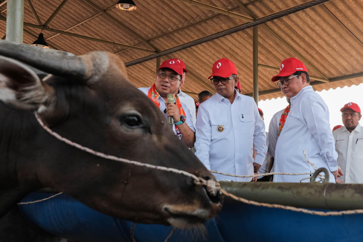 Dharma Jaya Kembangkan Peternakan Sapi Terintegrasi Ciangir, Perkuat Ketahanan Pangan Jakarta